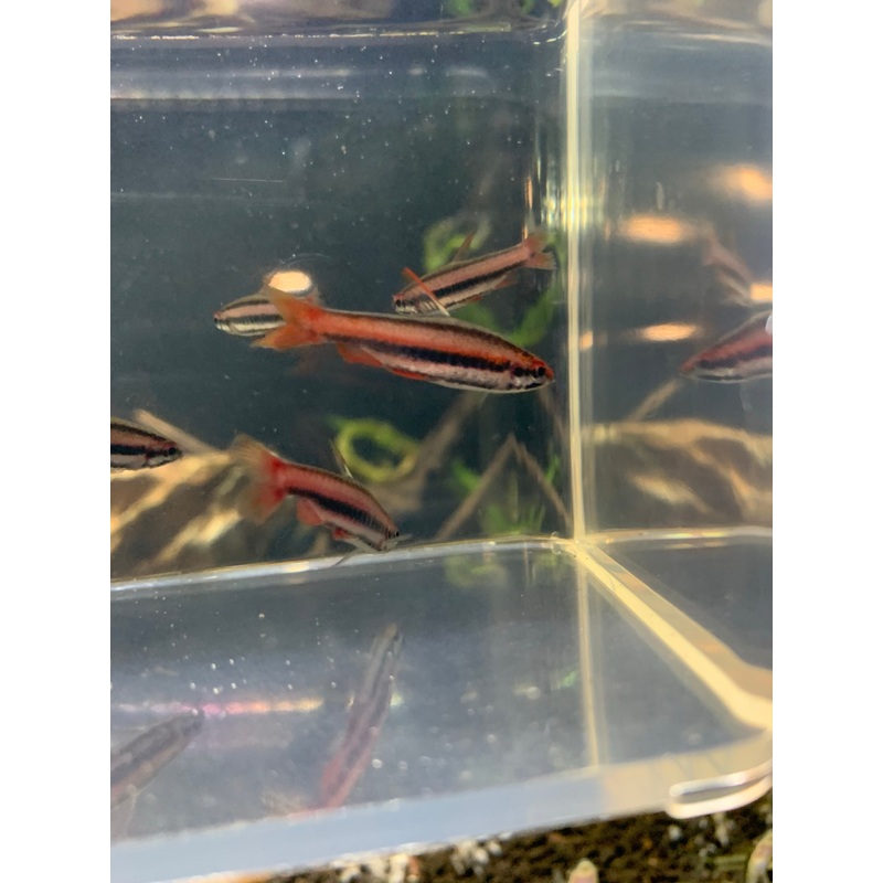 Red Arc Pencilfish