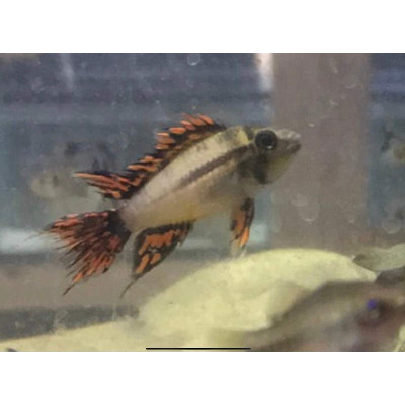Super Red Cacatuoides Apistogramma