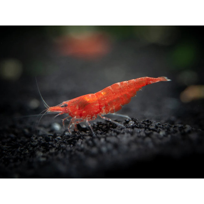 Cherry Red Sakura Shrimp
