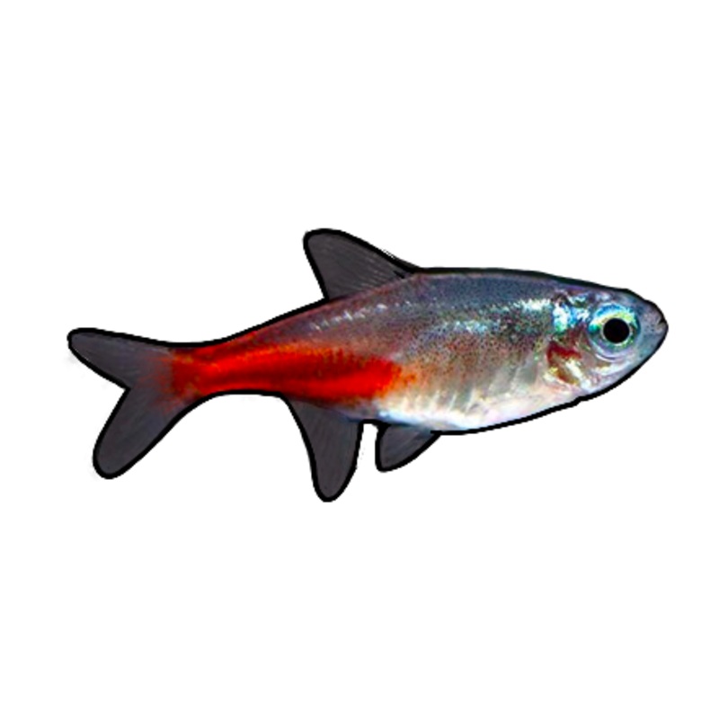 Diamond Head Neon Tetra