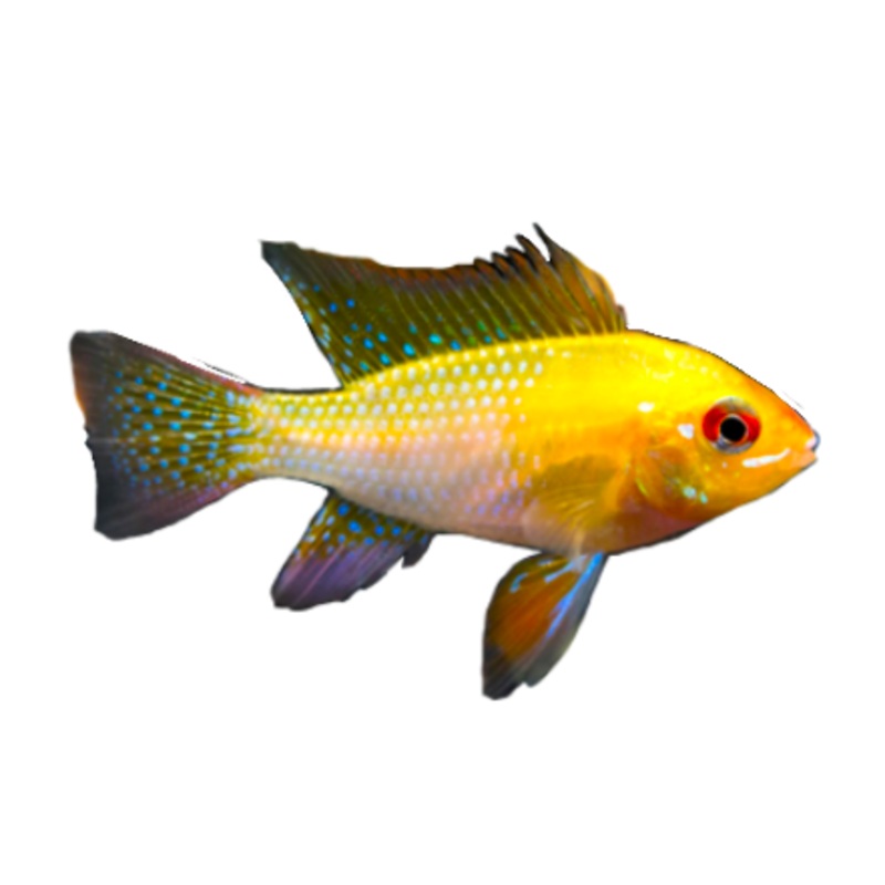 German Gold Ram