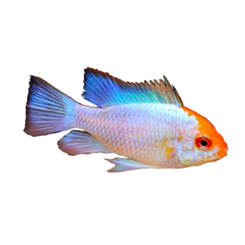 Gold Face Electric Blue Ram