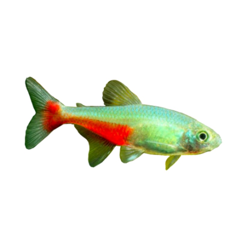 Green Fire Tetra