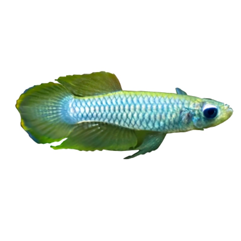 Norman's Killifish Lampeye