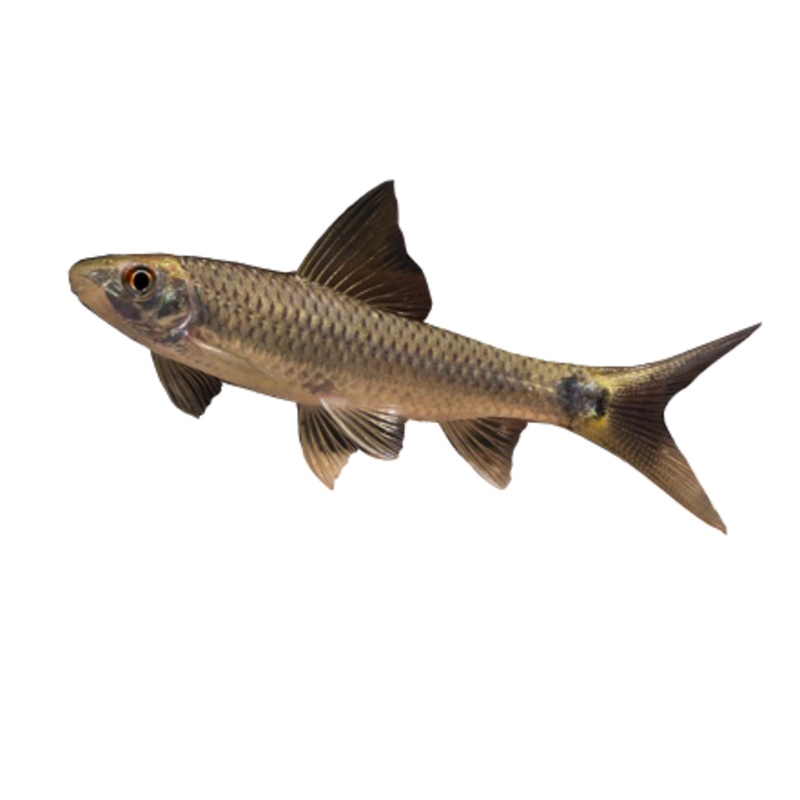 Reticulated Siamese Algae Eater