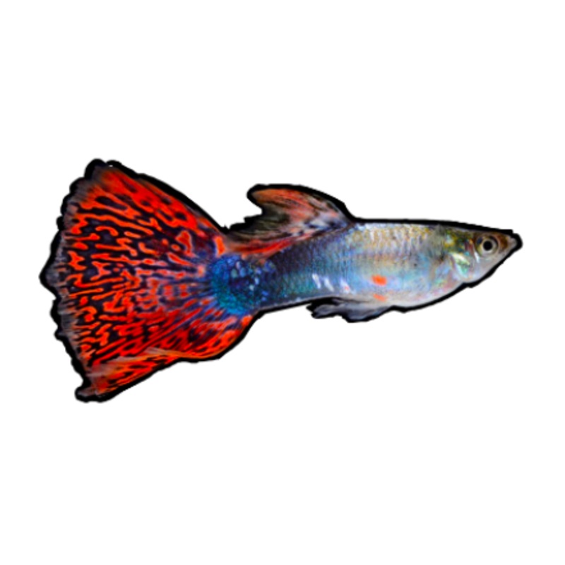 Assorted Fancy Guppy