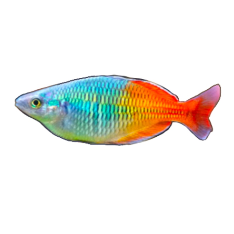 Boesemani's Rainbow