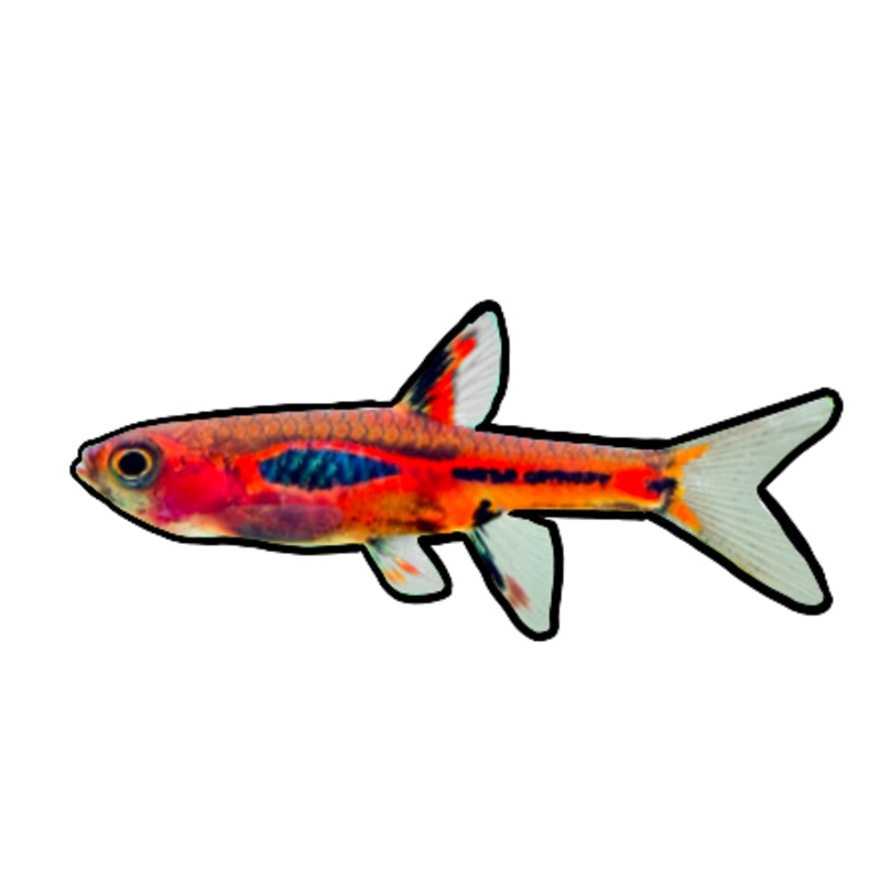 Chili Rasbora