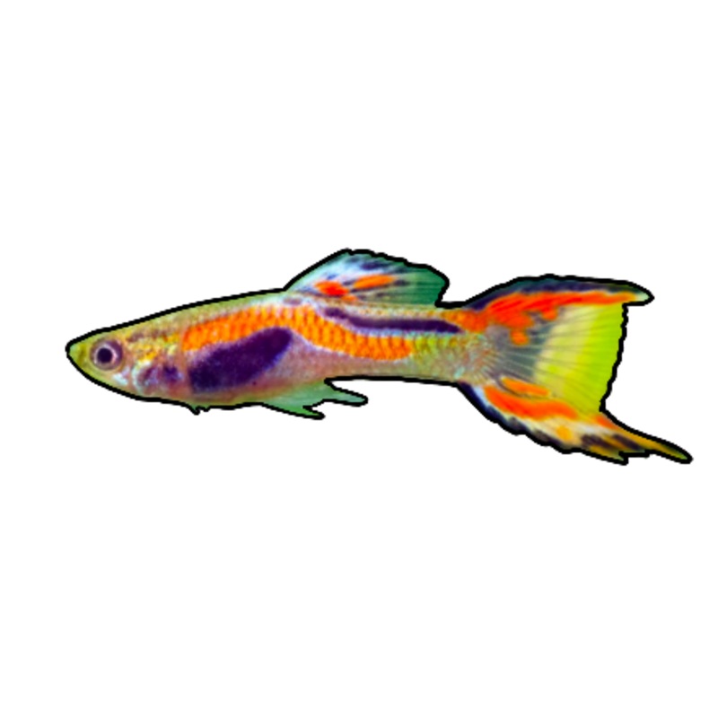 Endler's Guppy