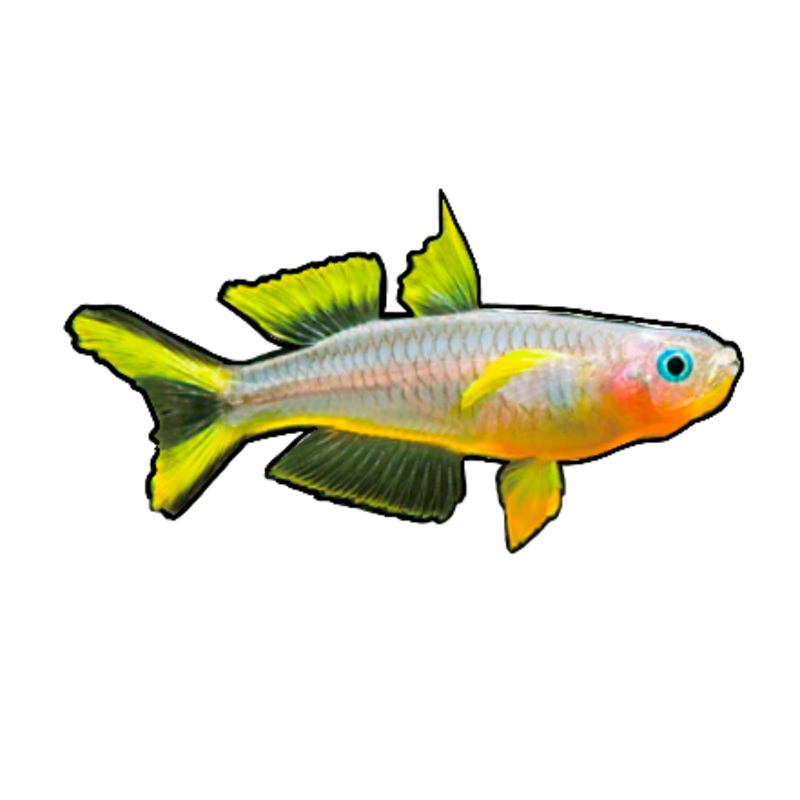 Fork Tail Blue Eye Furcata Rainbow