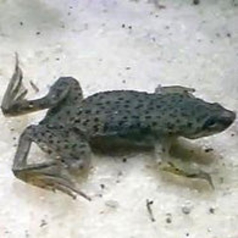 African Dwarf Frog