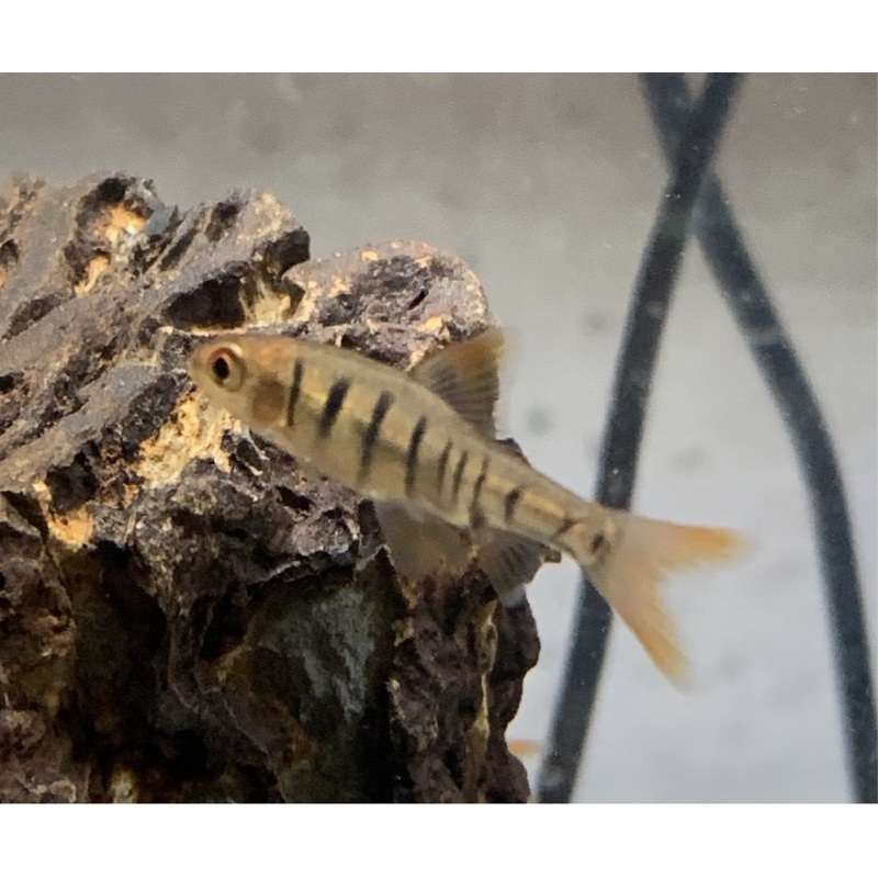 African Five Fire Banded Barb