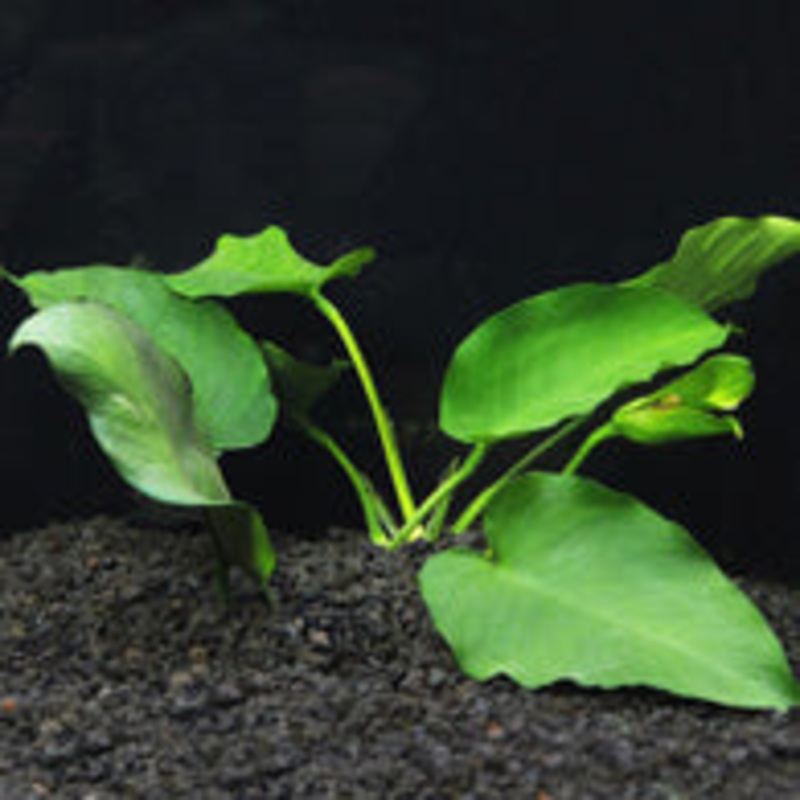 Anubias Barteri-Pot