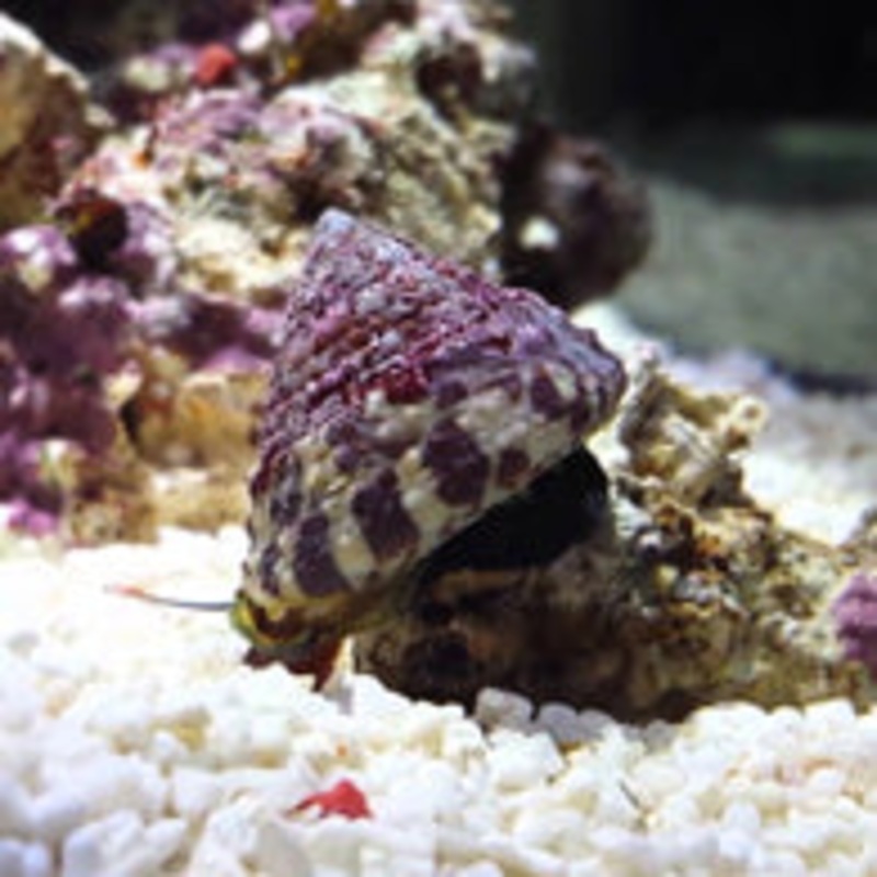Banded Trochus Snail