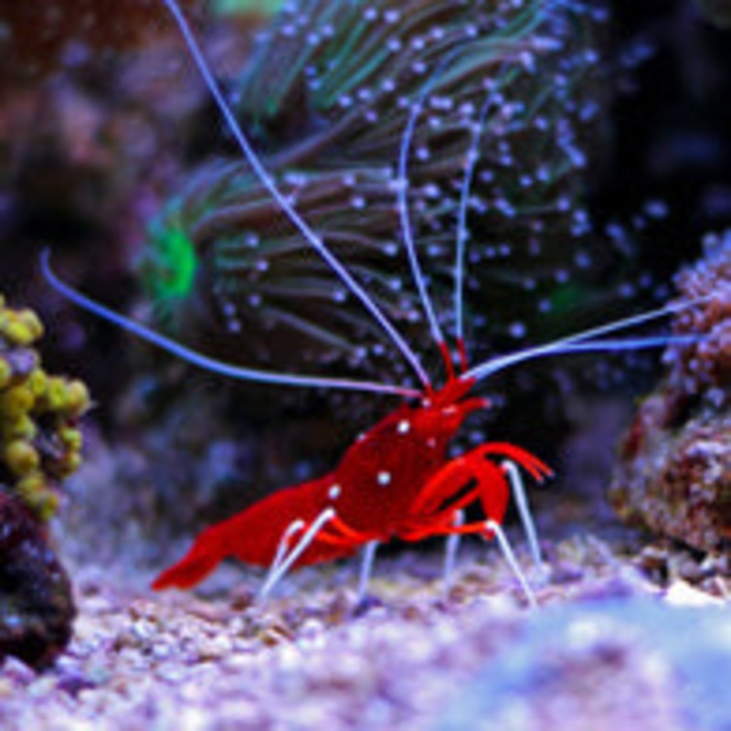 Blood Red Fire Shrimp