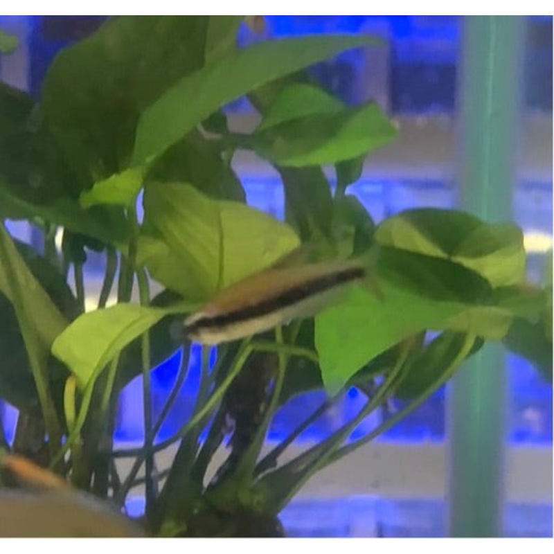 Blue Kerri Tetra (Emperor)
