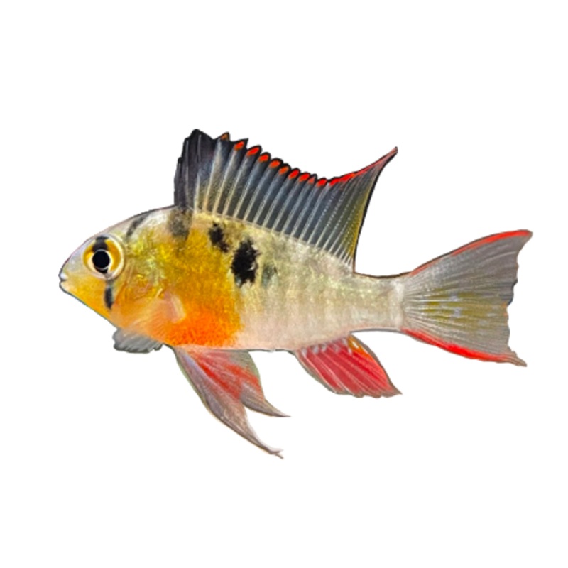 Bolivian Ram