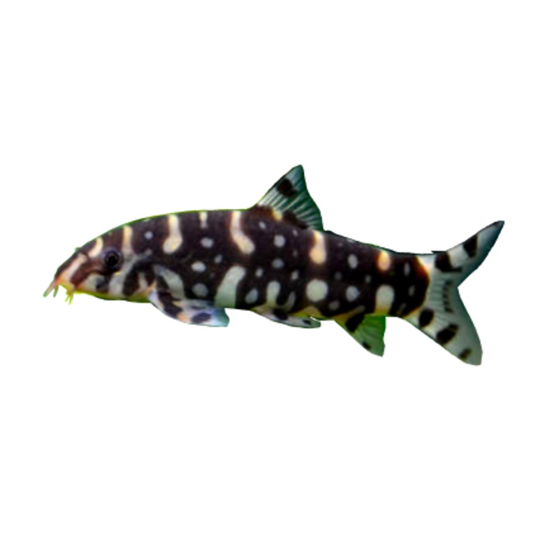 Burma Border Loach