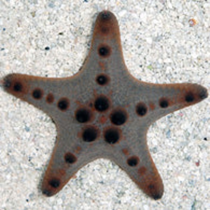 Chocolate Chip Sea Starfish