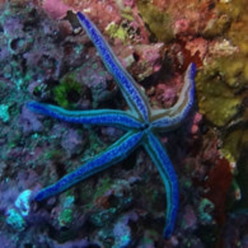 Colored Phataria Starfish