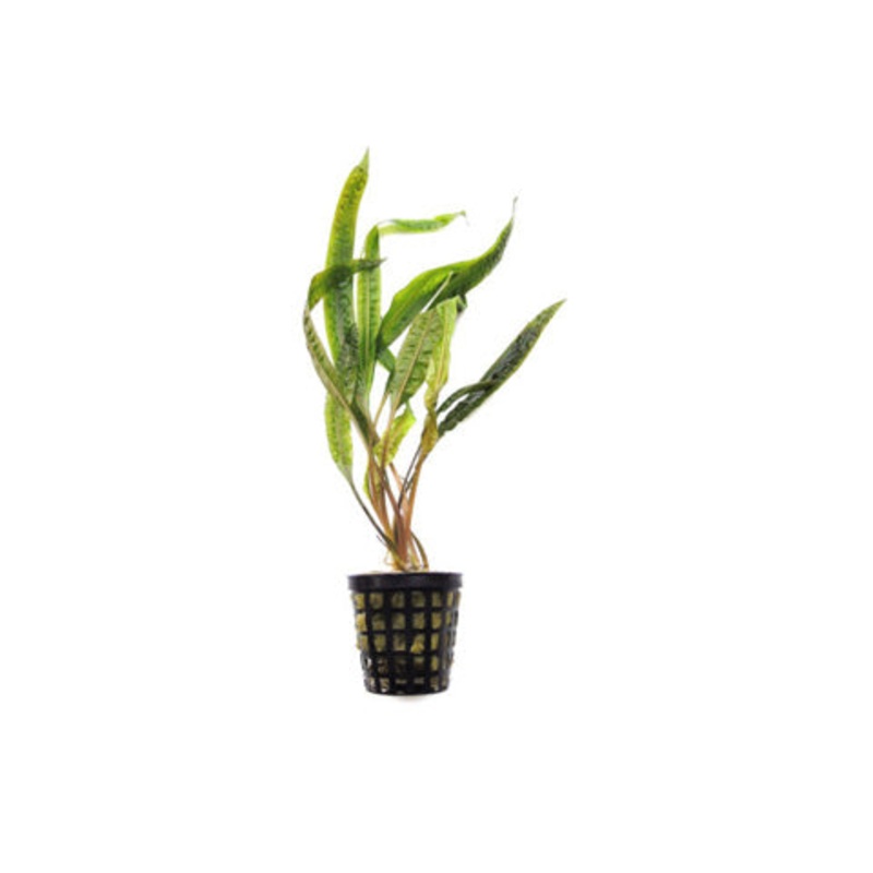 Cryptocoryne crispatula
