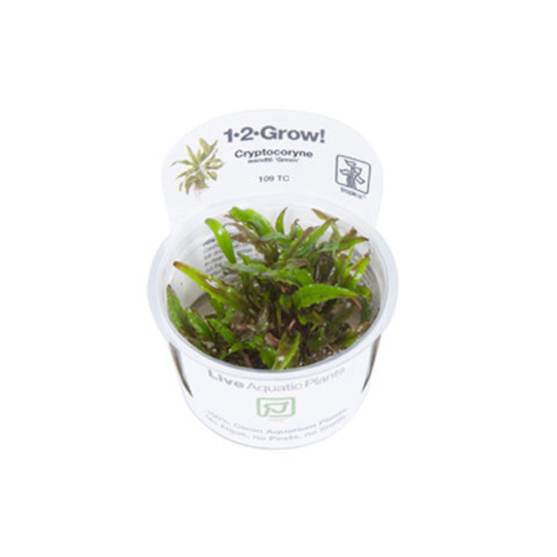 Cryptocoryne wendtii 'Green'