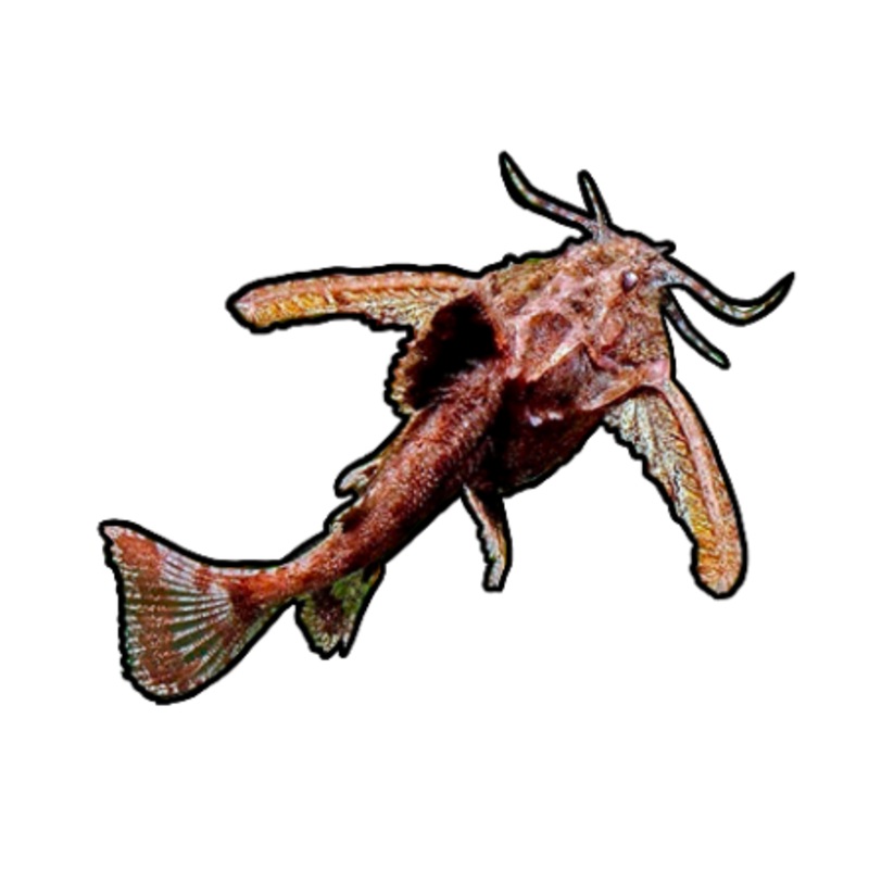 Dwarf Anchor Catfish