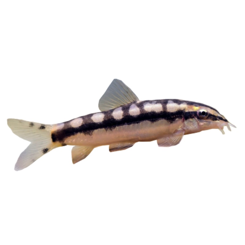 Dwarf Chain Loach