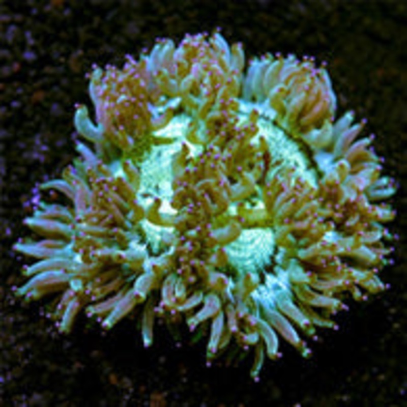 Elegance Coral Pink/Purple Tip