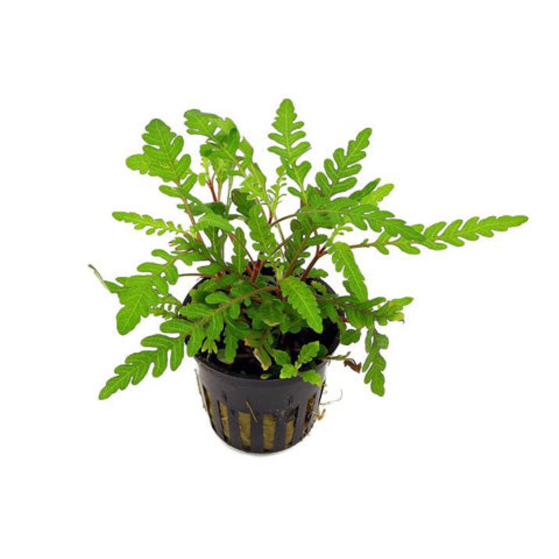 Hygrophila pinnatifida
