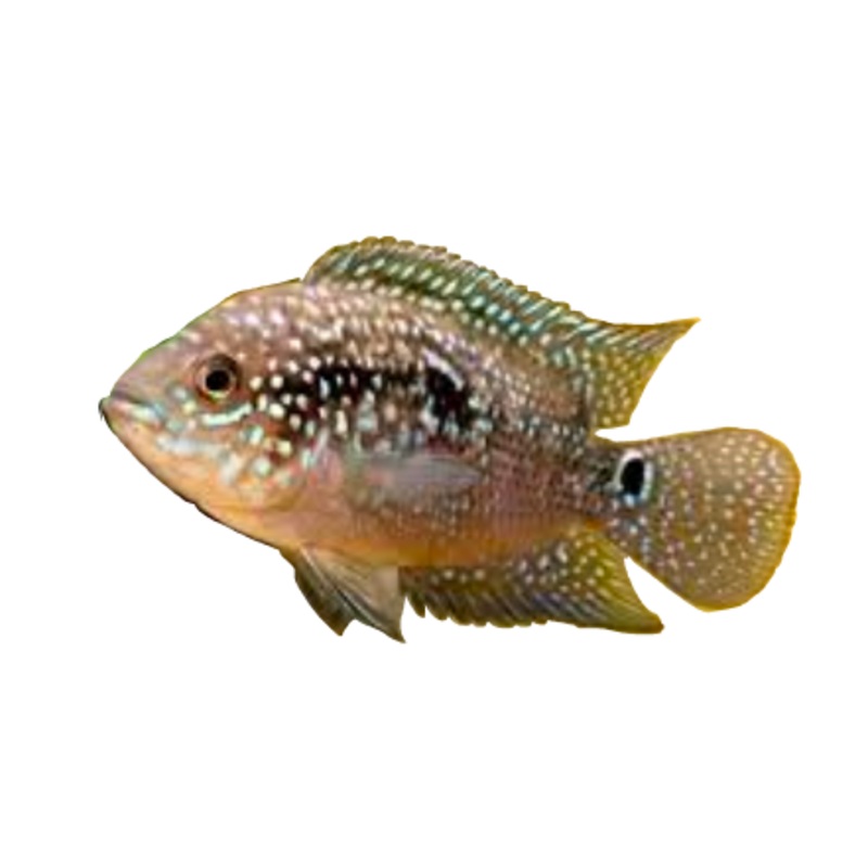 Jack Dempsey Cichlid