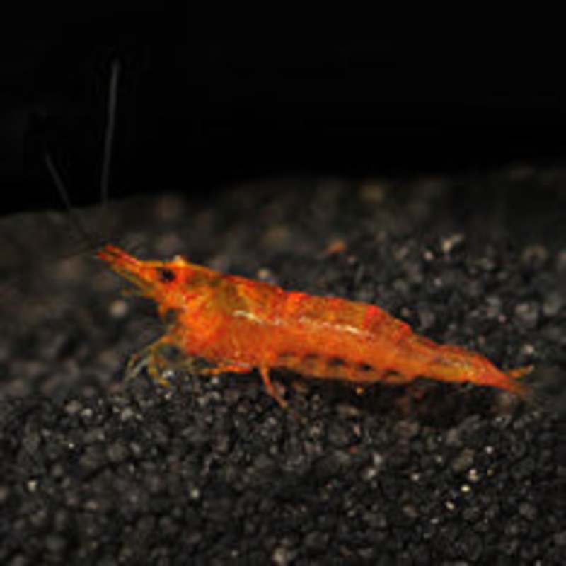 Orange Shrimp/Orange Bee Shrimp
