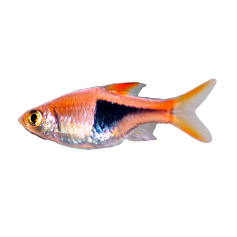 Pork Chop Rasbora