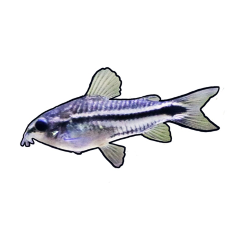 Pygmy Cory