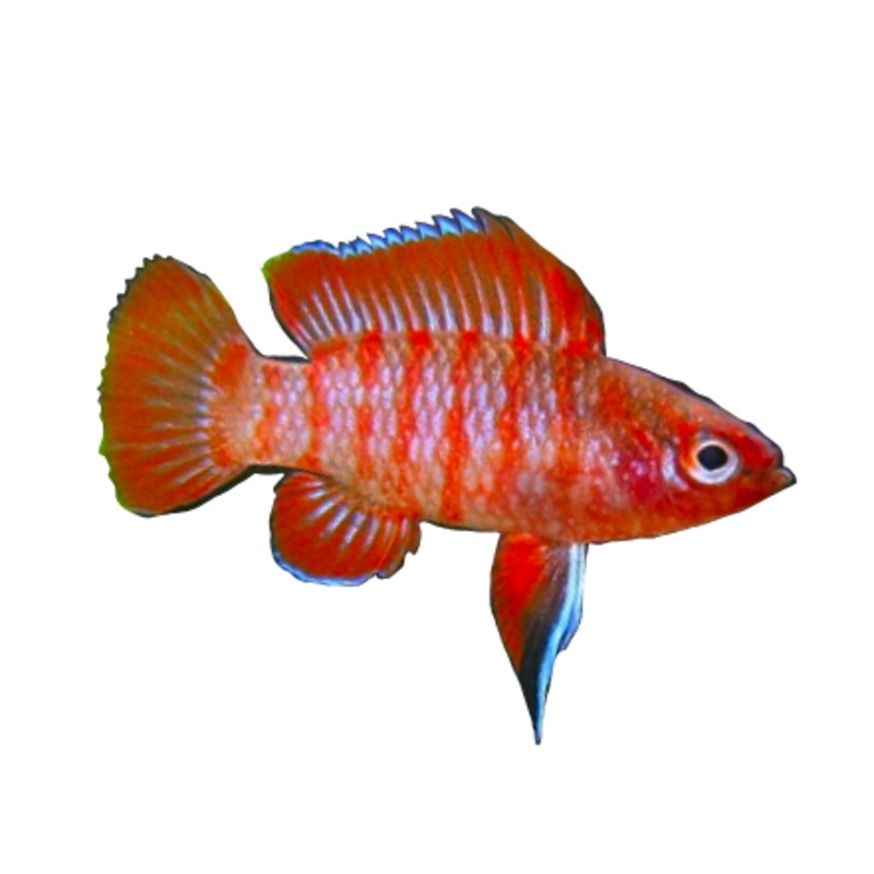 Scarlet Gem Badis