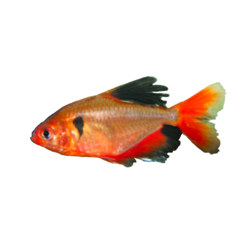 Serpae Tetra