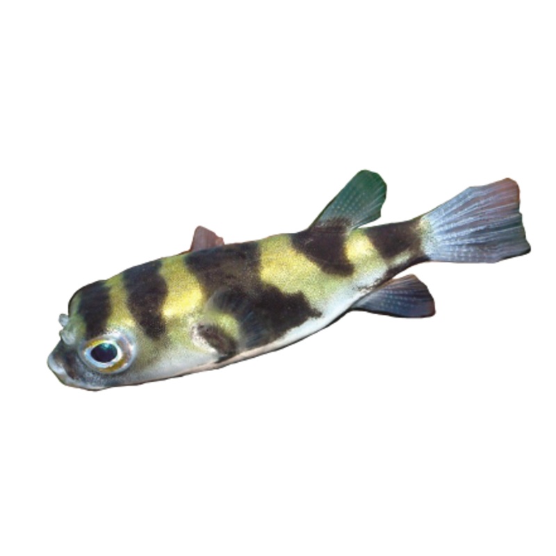 South American Puffer Fish
