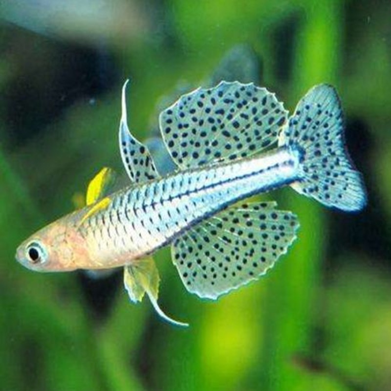 Spotted Blue Eye Rainbow Gertrude's Rainbow