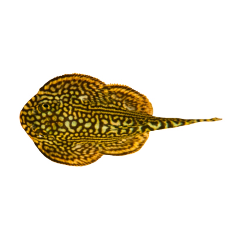 Spotted Hillstream Loach SEW1