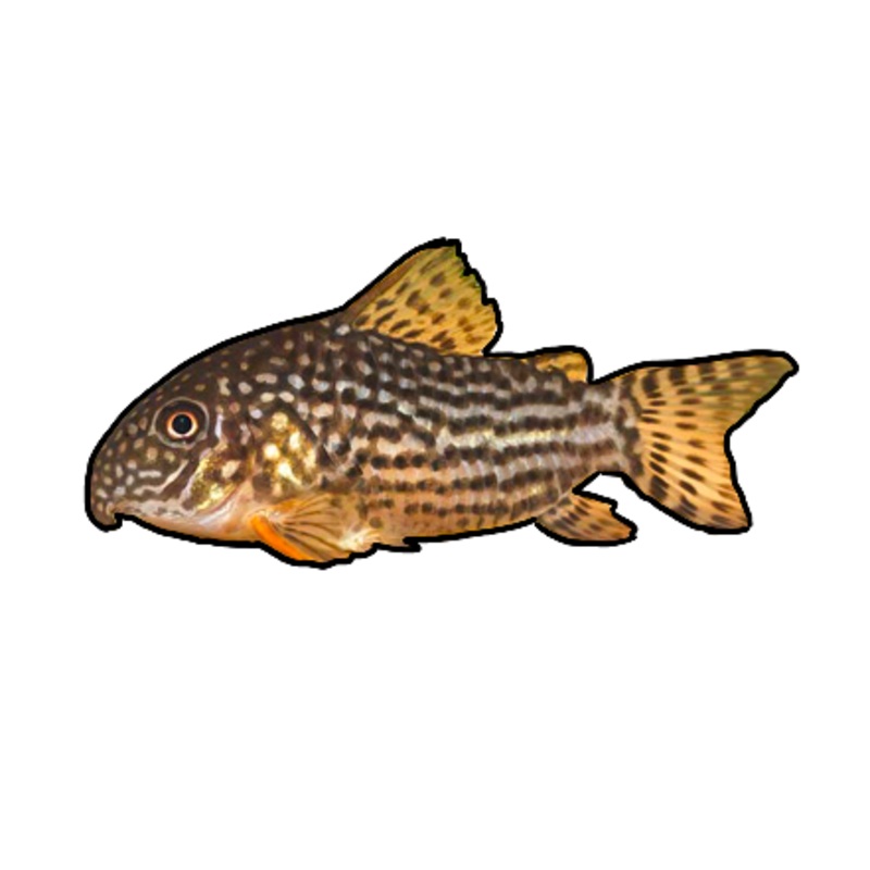 Sterbai Cory