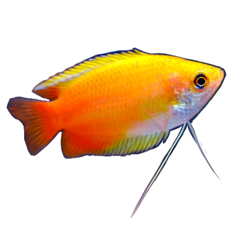 Sunset Honey Gourami