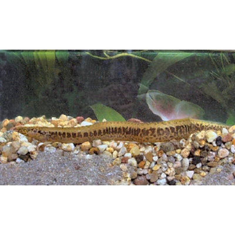 Yellow Tail Spiny Eel