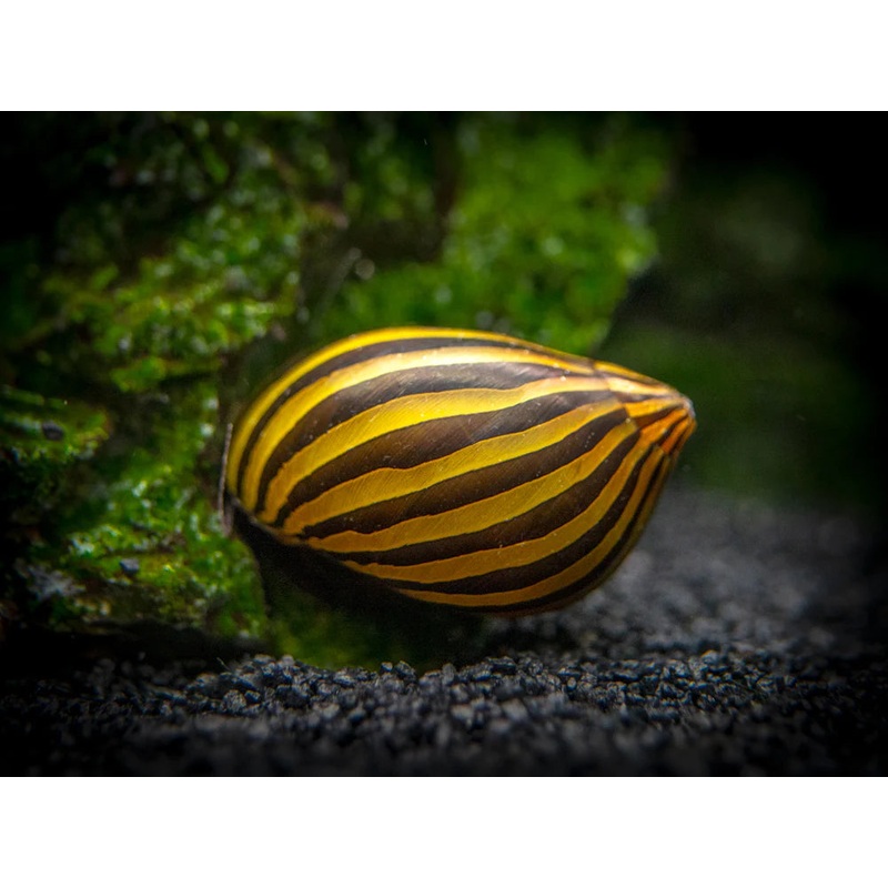 Zebra Nerite Snail