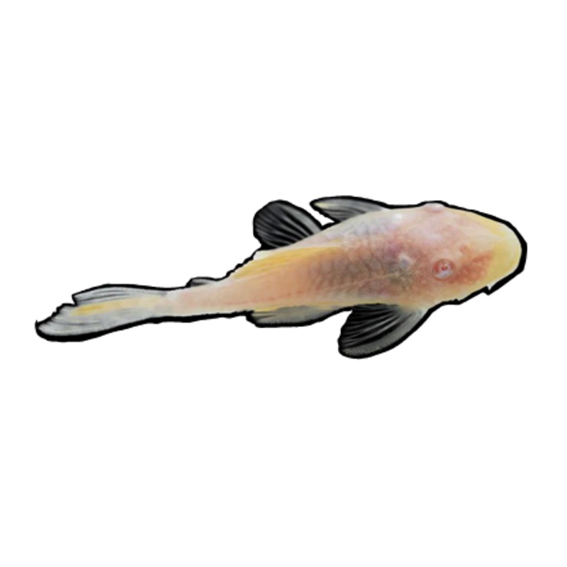 Albino Bristlenose/Bushynose Plecostomus