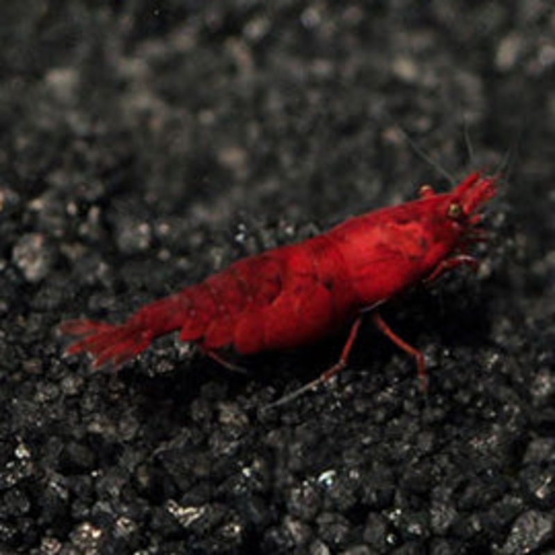 Bloody Mary Sakura Shrimp