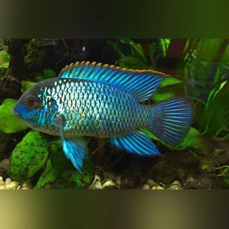 Blue Acara