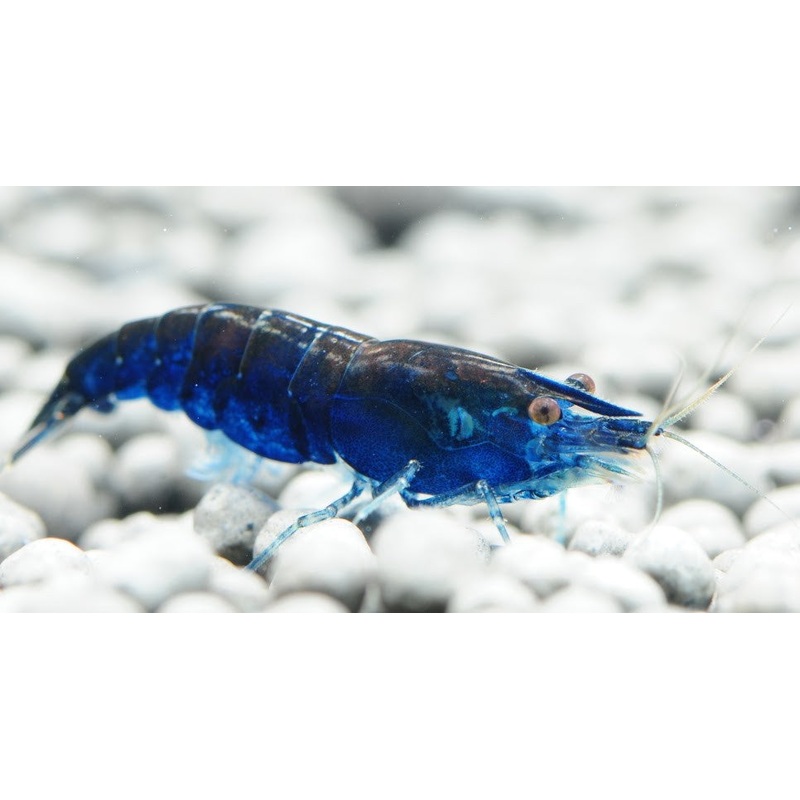 Blue Dream Sakura Shrimp