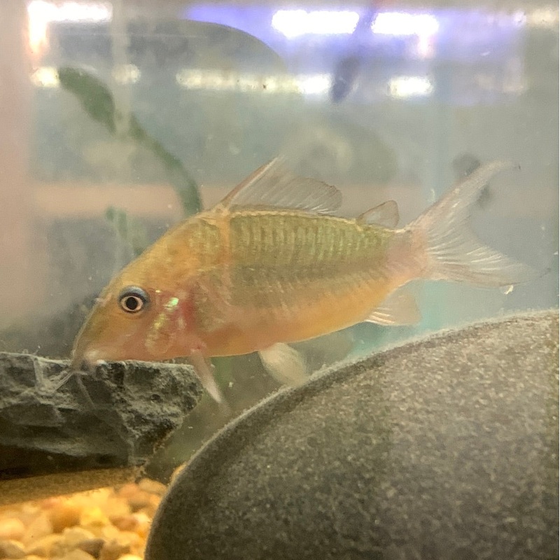 Emerald Green Cory Cat