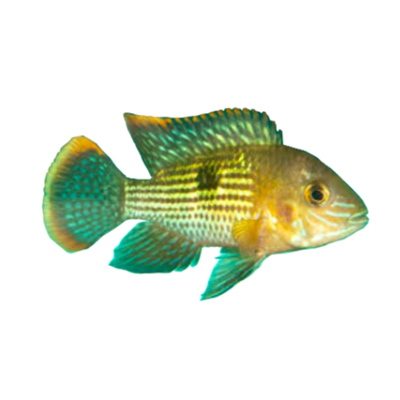 Green Terror