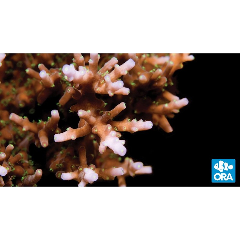 ORA Australian Delicate Staghorn Coral